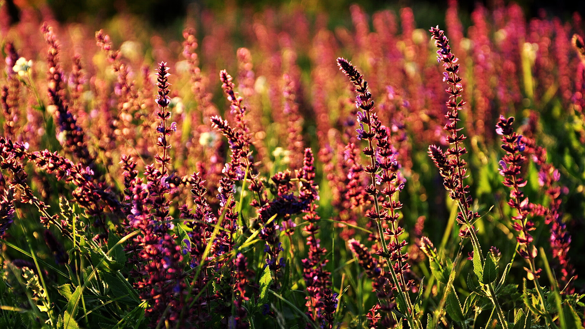 土耳其队奋勇拼搏,欧国联对手难以抗衡,土耳其国家队欧预赛最新名单