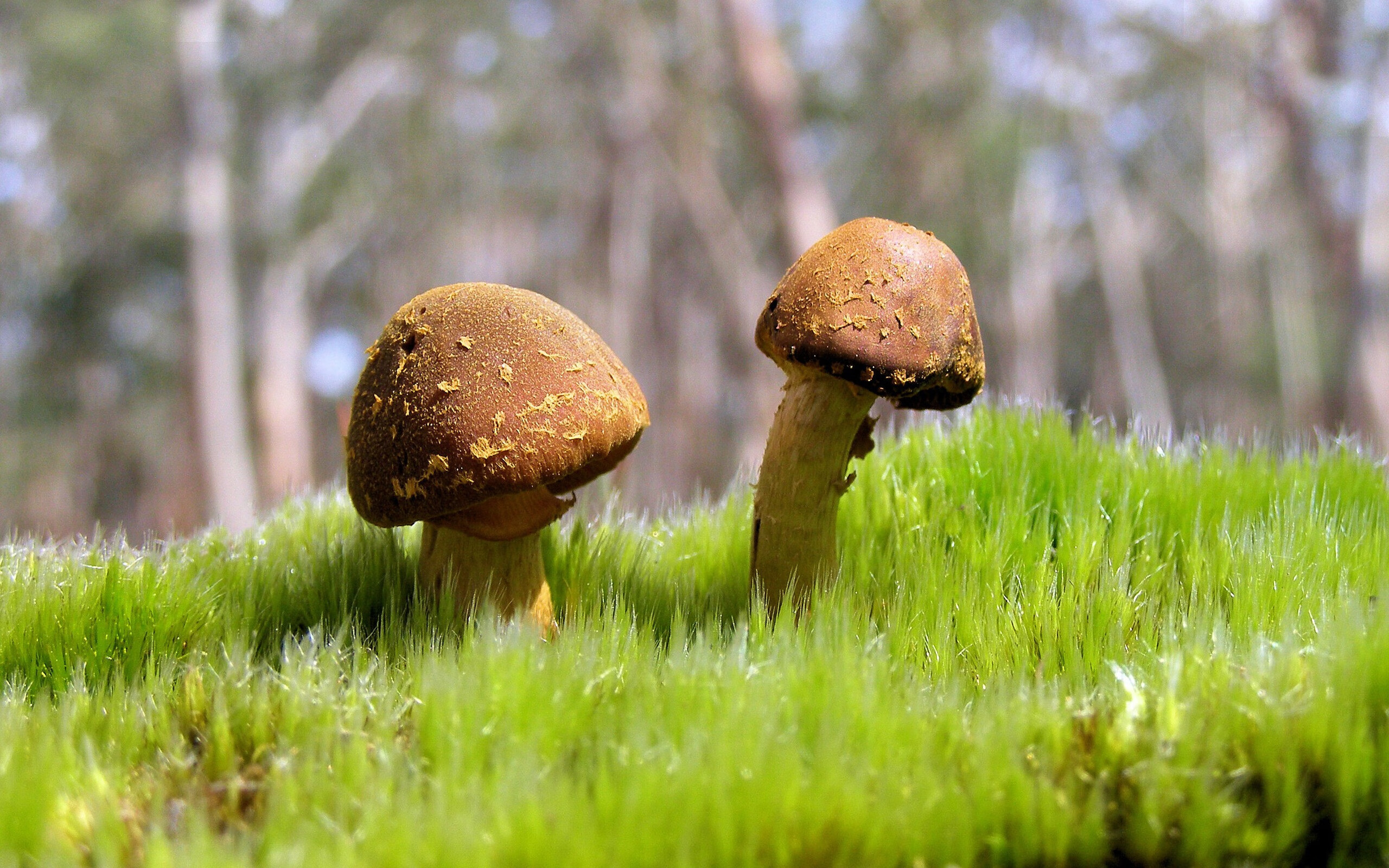 “2025世界游泳锦标赛:游泳项目的速度挑战与极限突破”