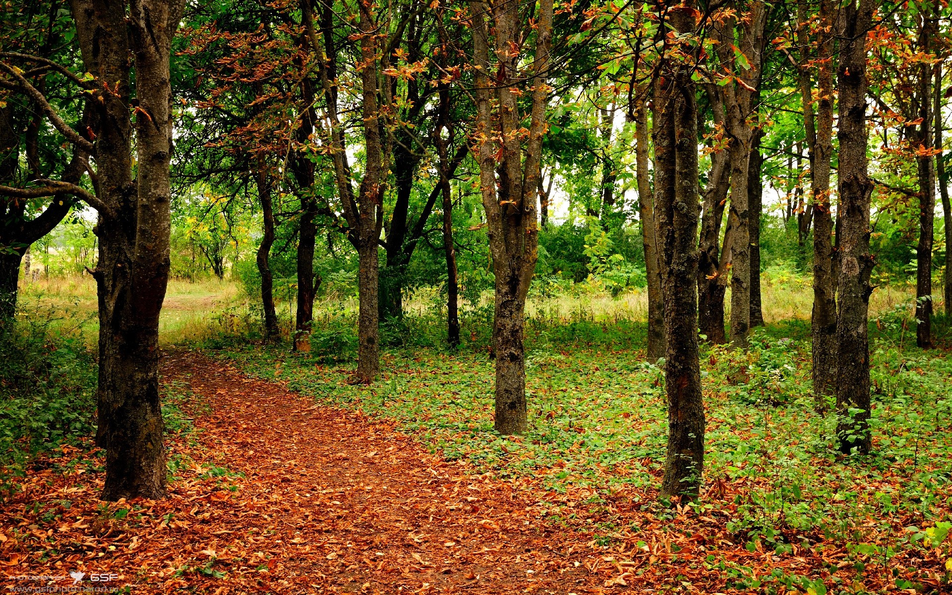 大学生篮球联赛关注度激增有望输送更多人才,大学生篮球职业联赛